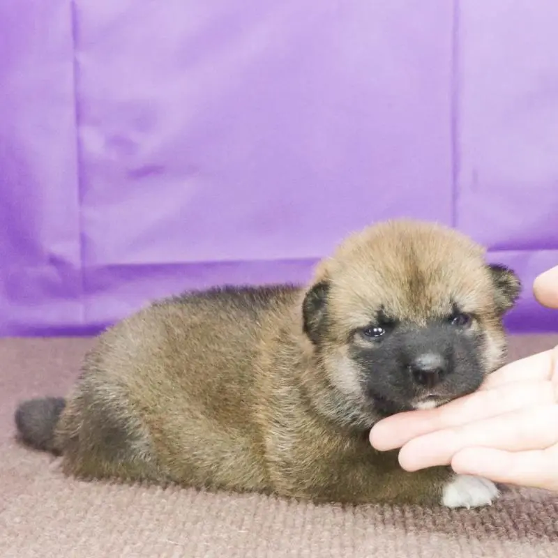 販売中の愛知県の柴犬-409016の3枚目